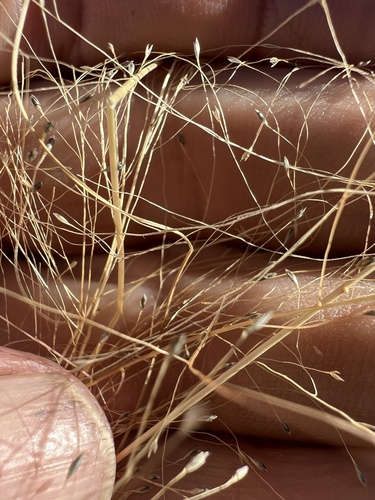 Sporobolus asperifolius
