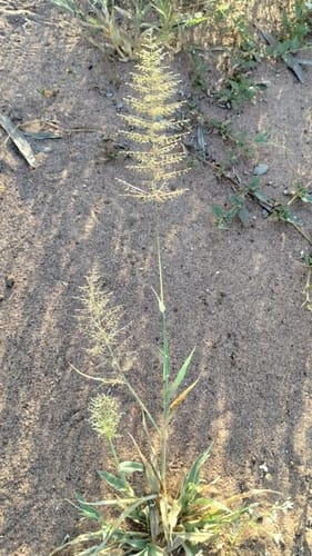 Sporobolus australasicus (Australian Dropseed) — photo