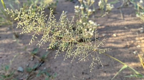 Sporobolus australasicus (Australian Dropseed) — photo