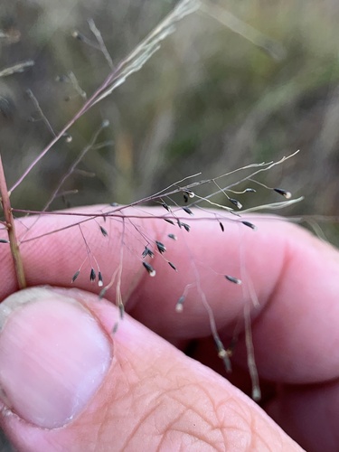 Sporobolus caroli (Fairy or yakka bush) — photo