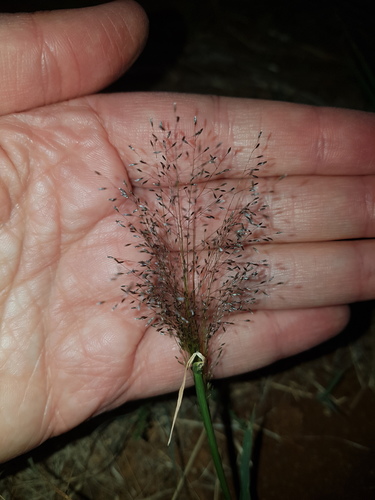 Sporobolus caroli