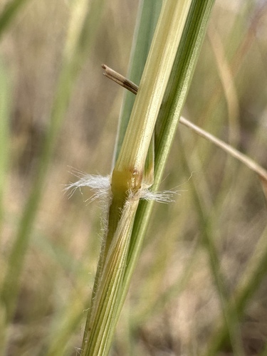 Sporobolus contractus (Spike dropseed) — photo