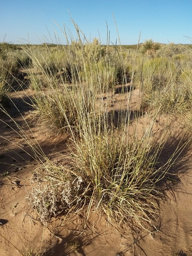 Sporobolus contractus (Spike dropseed) — photo