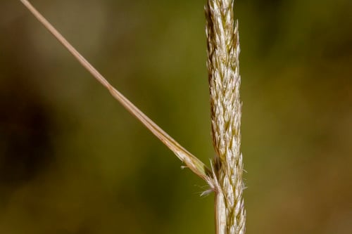 Sporobolus contractus