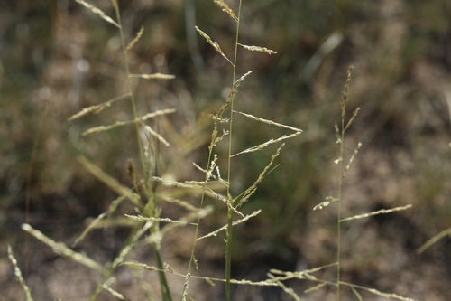 Sporobolus cryptandrus (Sand dropseed) — photo