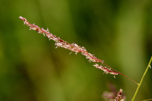 Sporobolus cryptandrus (Sand dropseed) — photo