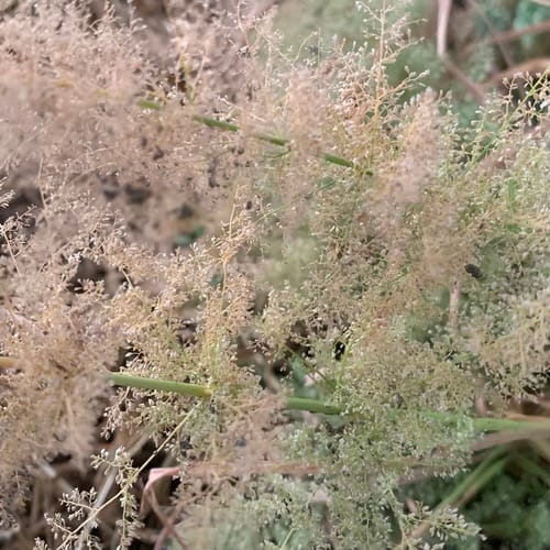 Sporobolus festivus (Confetti dropseed) — photo