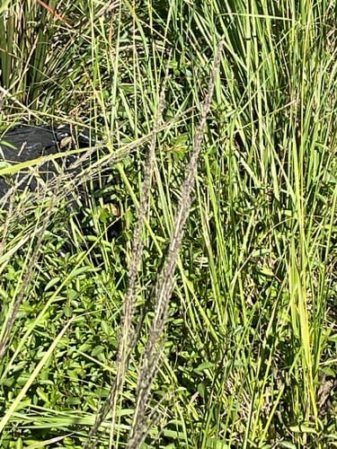 Sporobolus fimbriatus (Dropseed grass) — photo