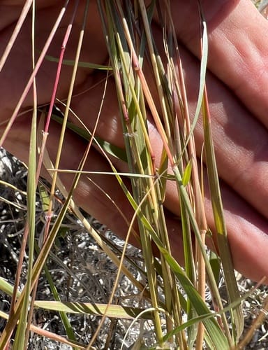 Sporobolus flexuosus (Mesa dropseed) — photo