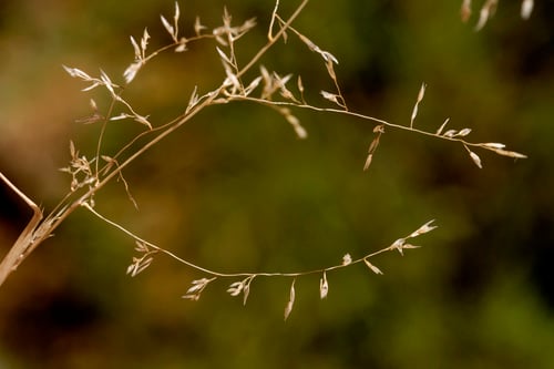 Sporobolus flexuosus