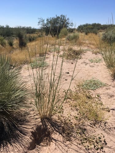 Sporobolus giganteus (Giant Dropseed) — photo