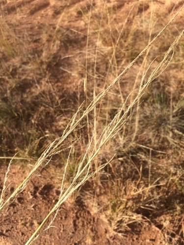 Sporobolus giganteus (Giant Dropseed) — photo