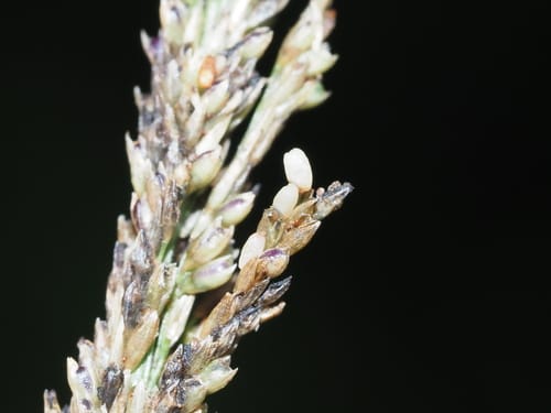 Sporobolus indicus