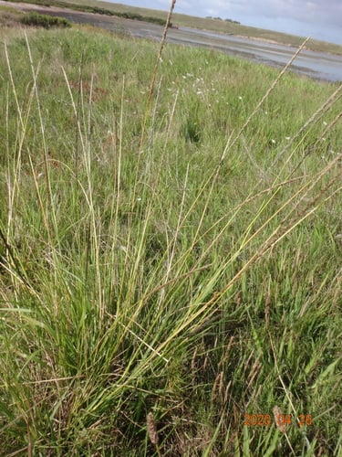 Sporobolus indicus var. africanus