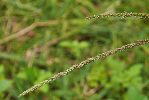 Sporobolus indicus (Smut grass) — photo