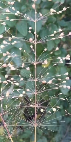Sporobolus panicoides (Famine grass) — photo