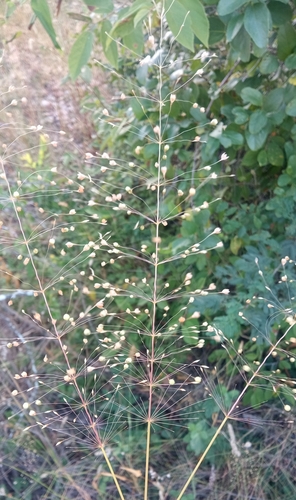 Sporobolus panicoides