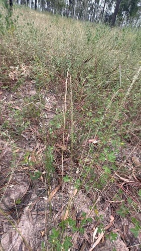 Sporobolus pyramidalis (Rat's tail grass) — photo