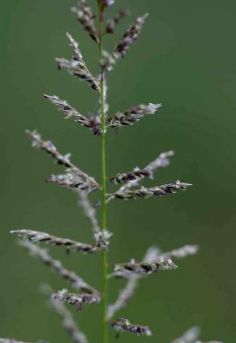 Sporobolus pyramidalis