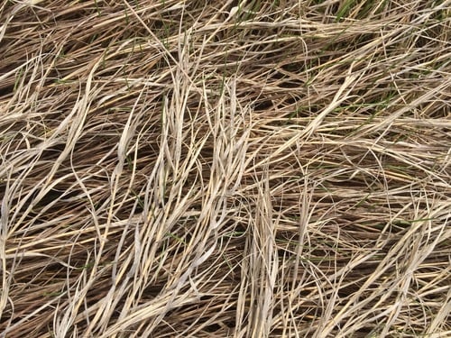 Sporobolus spicatus
