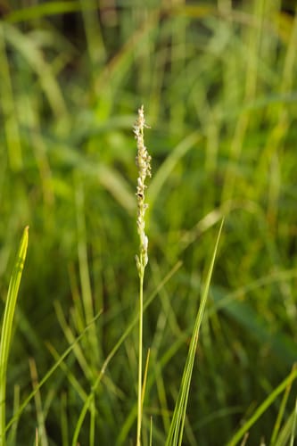 Sporobolus virginicus (Seashore dropseed) — photo