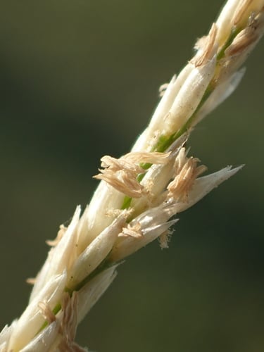 Sporobolus virginicus