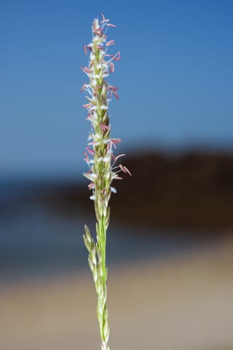 Sporobolus virginicus (Seashore dropseed) — photo