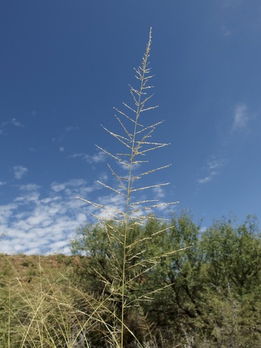 Sporobolus wrightii (Giant sacaton) — photo