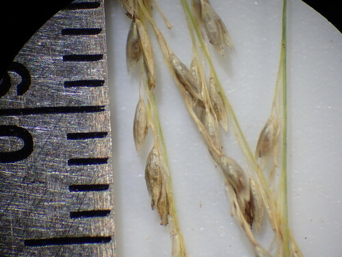 Sporobolus wrightii (Giant sacaton) — photo