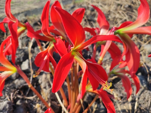 Sprekelia formosissima (Aztec lily) — photo