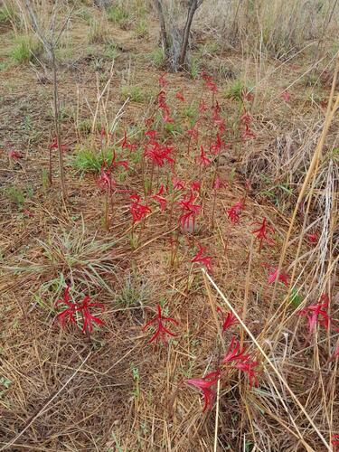 Sprekelia formosissima (Aztec lily) — photo