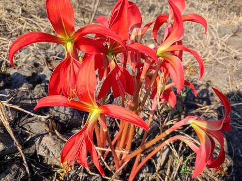 Sprekelia formosissima