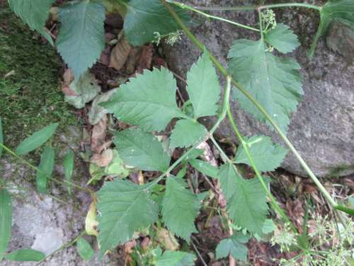 Spuriopimpinella brachycarpa