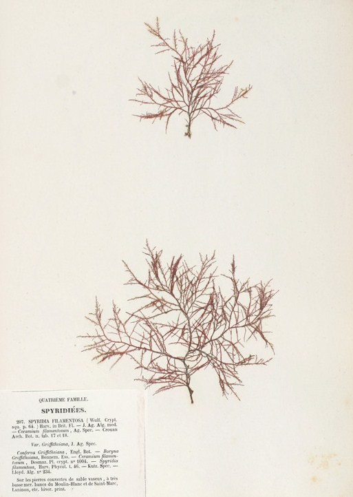 Spyridia griffithsiana