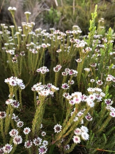 Staavia radiata (Altydbossie) — photo