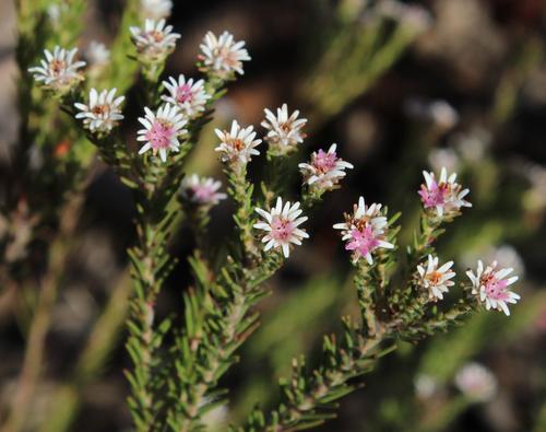 Bruniaceae