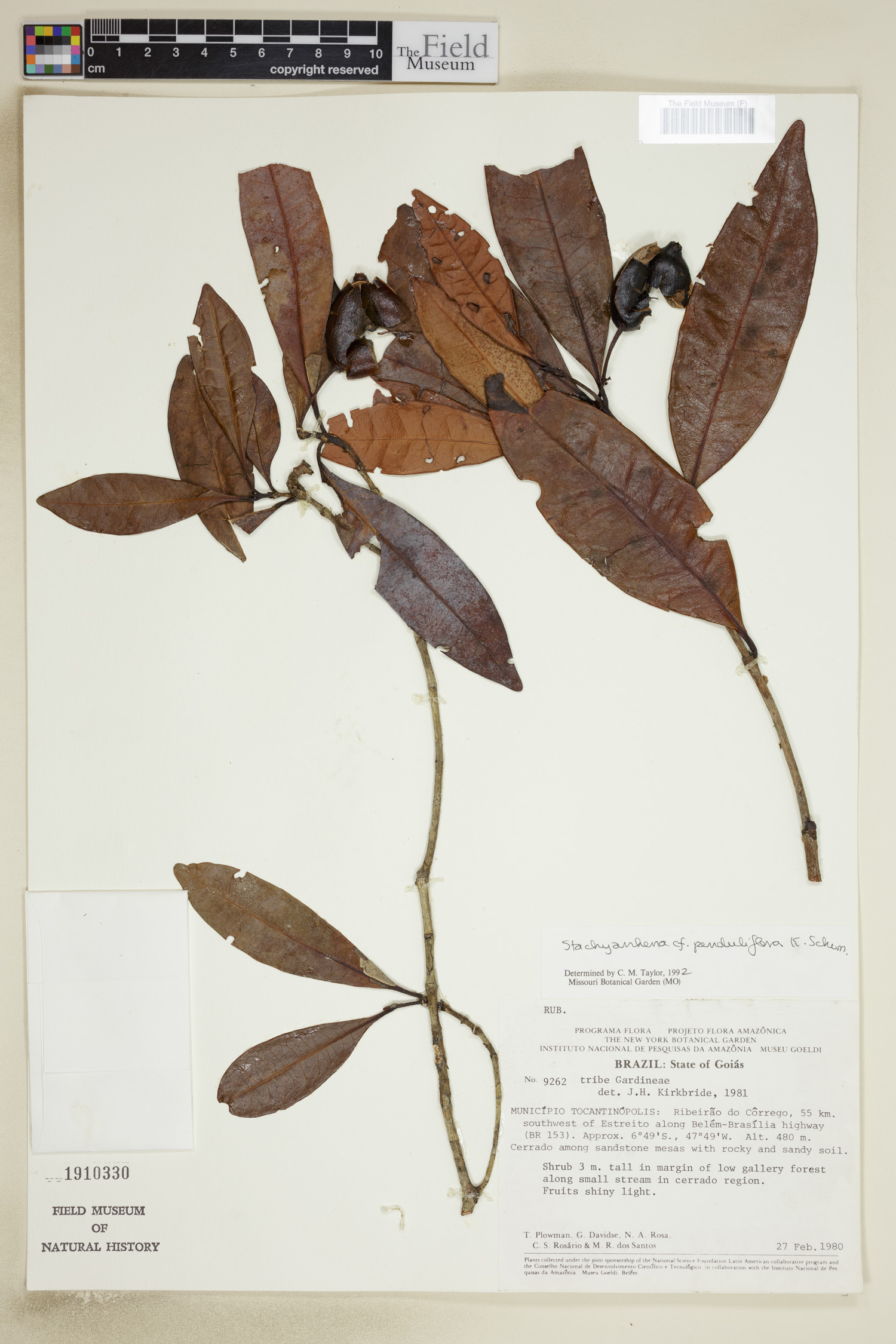 Stachyarrhena penduliflora (Drooping flower stachyarrhena) — photo