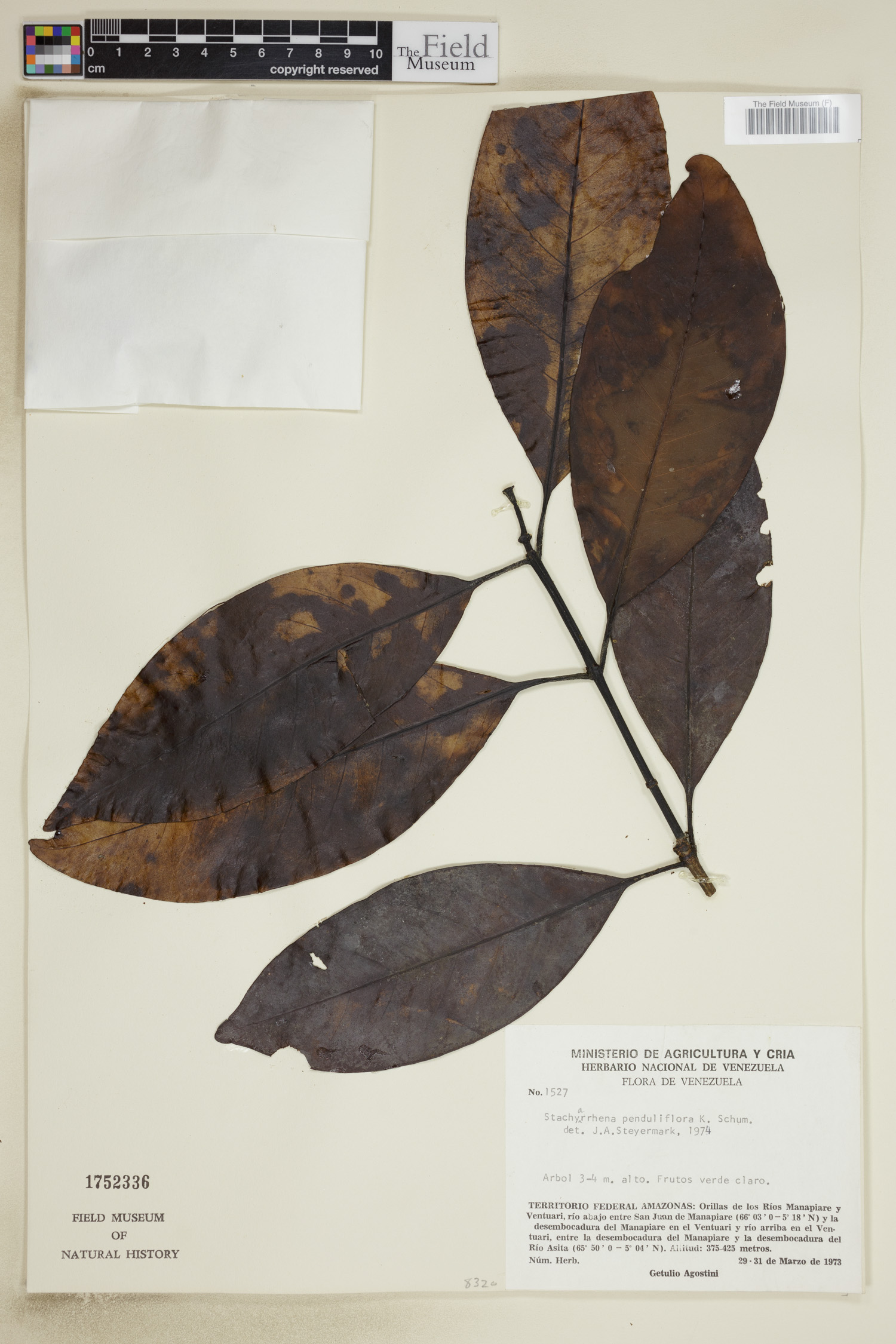 Stachyarrhena penduliflora (Drooping flower stachyarrhena) — photo