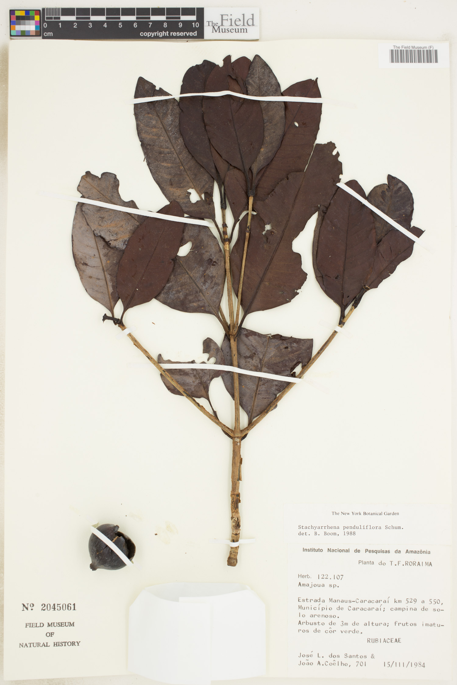 Stachyarrhena penduliflora