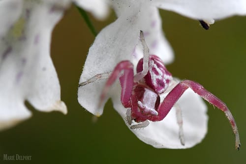 Stachys aethiopica — photo