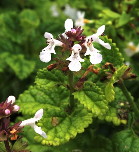 Stachys aethiopica