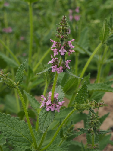 Stachys affinis