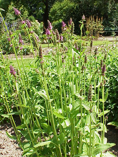 Stachys affinis (Chinese artichoke) — photo