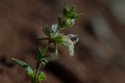 Stachys annua (Woundwort) — photo