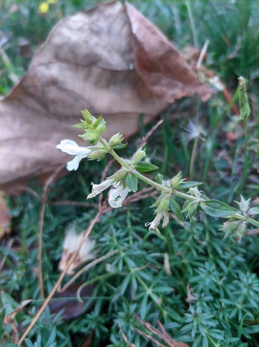 Stachys annua