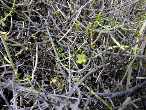 Stachys aurea — photo