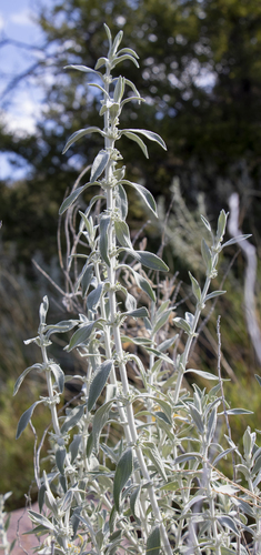 Stachys burchelliana — photo