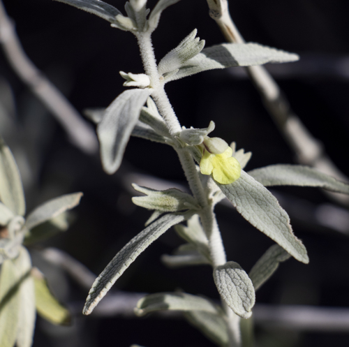 Stachys burchelliana
