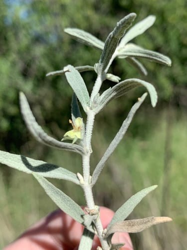 Stachys burchelliana — photo