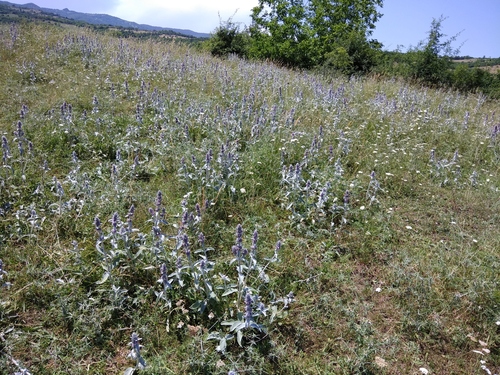 Stachys byzantina (Lamb's ears) — photo